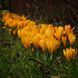 Крокус (луковиця) великоквітковий Golden Yellow 2378291837 фото 5