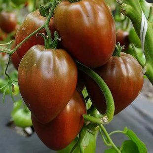 GL Seeds. Насіння томат Шоколадне Серце, 0.1г 1319926662 фото