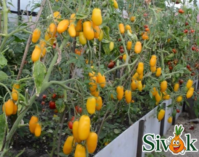Томат Банановые ноги Солнечный март 20 шт 1765917808 фото