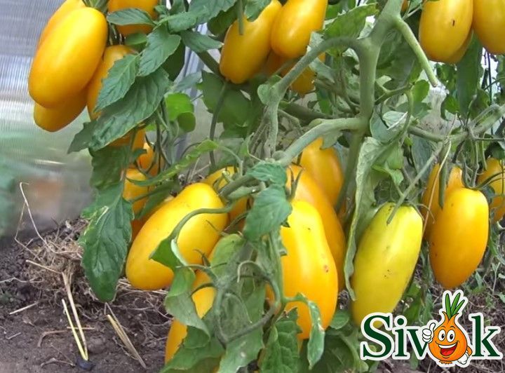 Томат Банановые ноги Солнечный март 20 шт 1765917808 фото