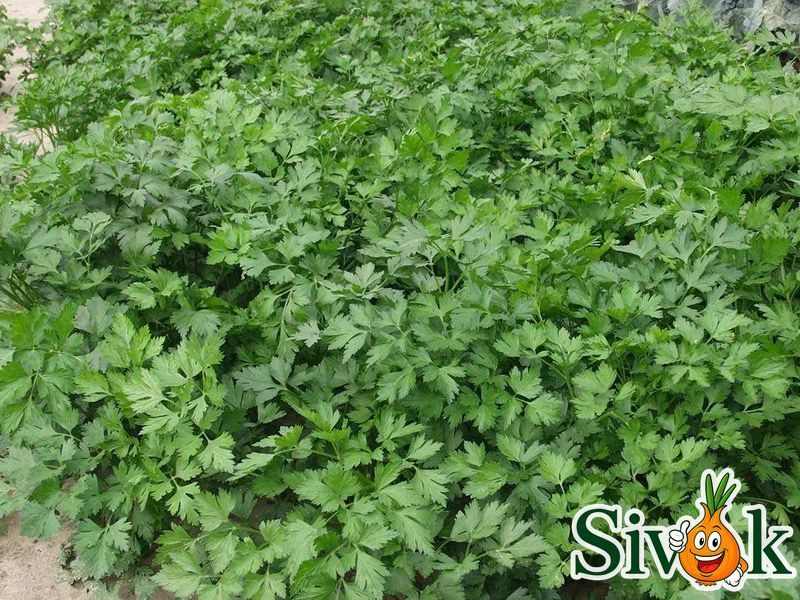 Петрушка Гиганте де Италия Tezier/Франция 20 г 346874 фото