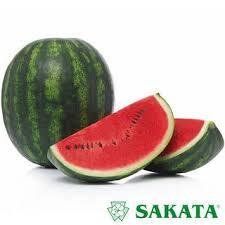 Арбуз Сенсей F1 Sakata/Япония 10 шт (zip-paket) 1543333569 фото